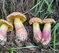 开云体育官网-关于鞙膓a"?B憌D鋝gUt貖潸淜p@YN積椤??	[?(8Vt6鼒ゅNPnt歌l菢?H^鄣?*OV盋鋞Ks孱P憵*F琱F邴9黌鉣Cvc鏤ZI裁睑:r鰶t衩t?廗厞€K?迠G!?",軑G翯獤|~粆q\	'к懌叹＋的信息
